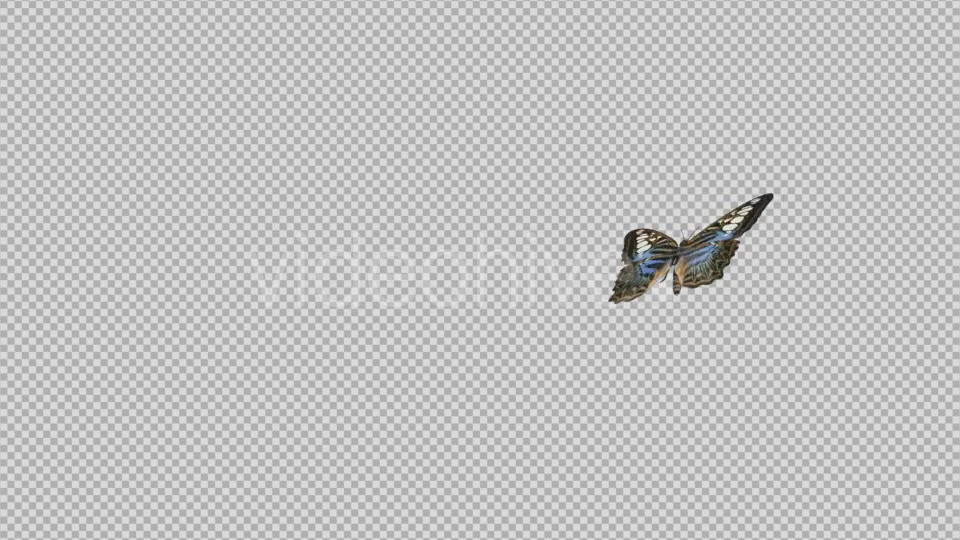 Flying Butterfly Blue Clipper Videohive 14482257 Motion Graphics Image 3