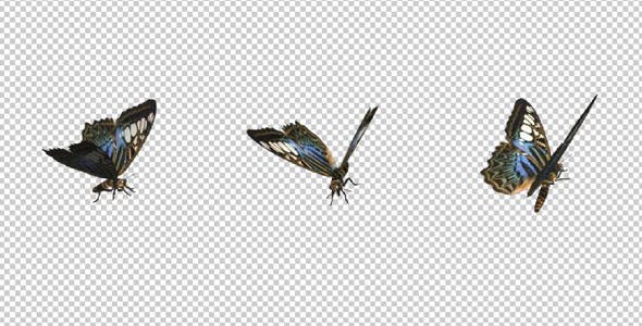 Flying Butterfly Blue Clipper - Download Videohive 14482257