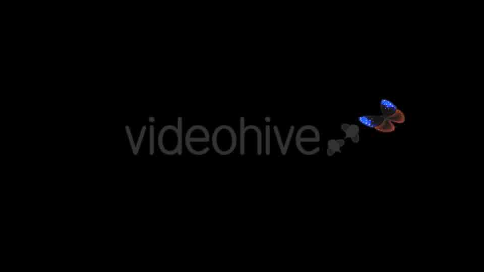 Flying Butterfly Blue Crow Videohive 14482162 Motion Graphics Image 10