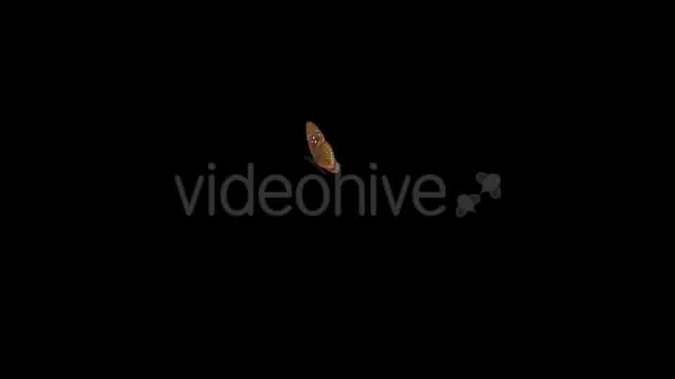 Flying Butterfly Blue Crow Videohive 14482162 Motion Graphics Image 11