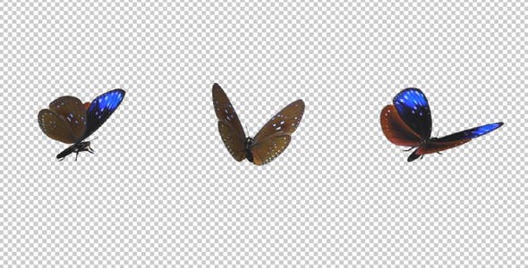 Flying Butterfly Blue Crow - 14482162 Videohive Download
