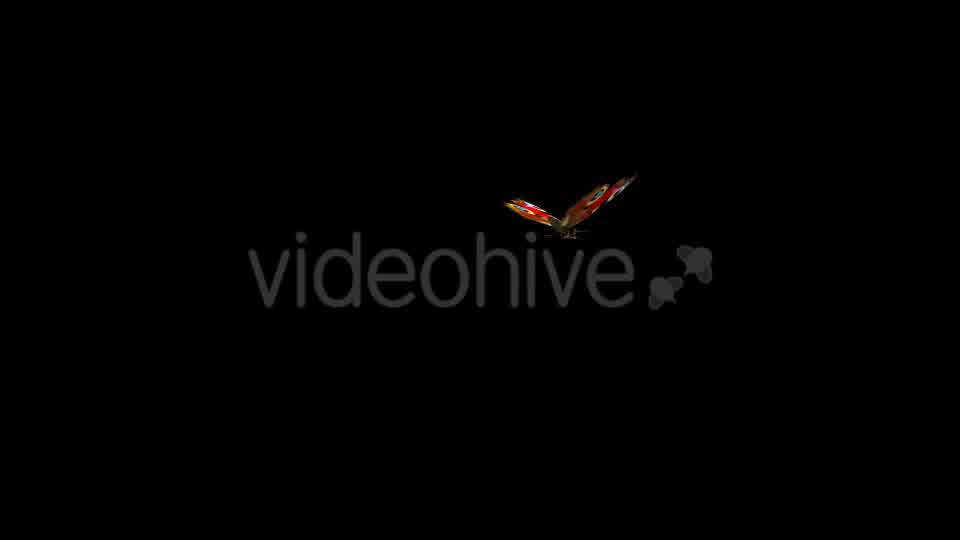 Flying Butterfly Eurasian Peacock Videohive 10090658 Motion Graphics Image 11