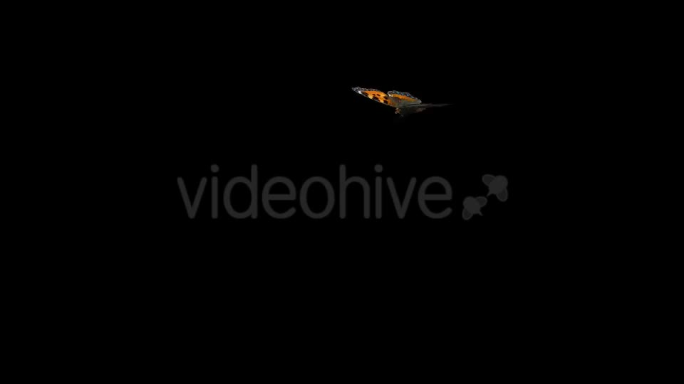 Flying Butterfly Eurasian Tortoise Shell Videohive 19647472 Motion Graphics Image 1