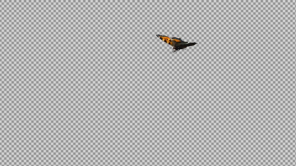 Flying Butterfly Eurasian Tortoise Shell Videohive 19647472 Motion Graphics Image 6