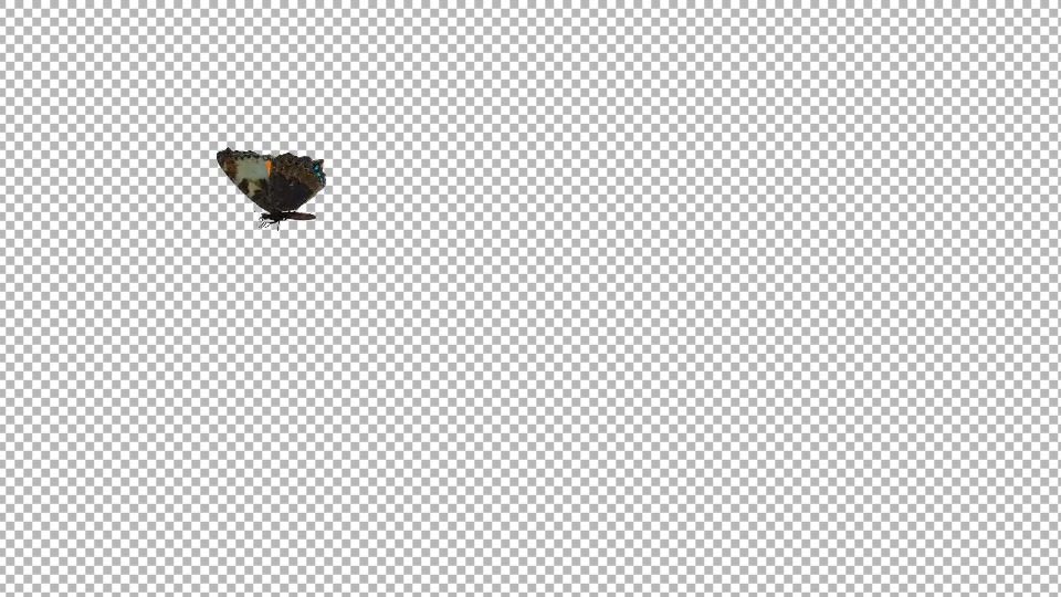 Flying Butterfly Eurasian Tortoise Shell Videohive 19647472 Motion Graphics Image 7
