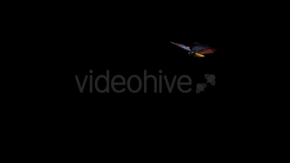 Flying Butterfly Fantasy Charaxes Videohive 19692966 Motion Graphics Image 1