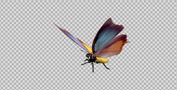 Flying Butterfly Fantasy Charaxes - 19692966 Download Videohive