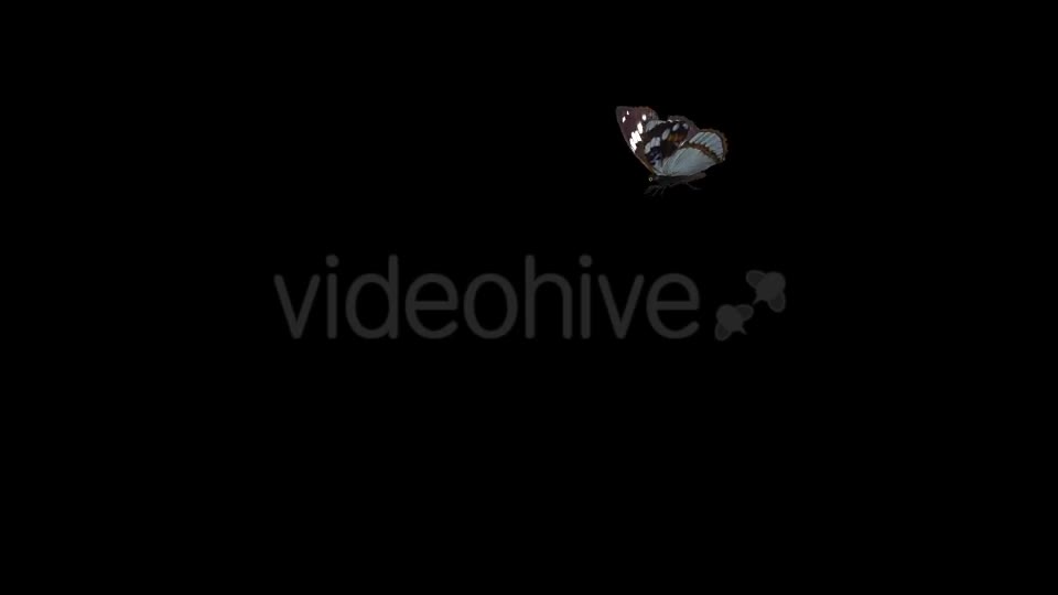 Flying Butterfly Indian Purple Emperor Videohive 19652332 Motion Graphics Image 1
