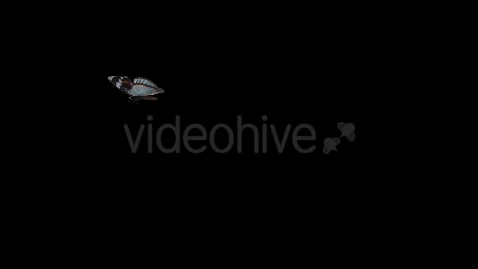 Flying Butterfly Indian Purple Emperor Videohive 19652332 Motion Graphics Image 2