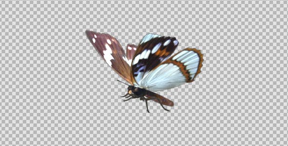 Flying Butterfly Indian Purple Emperor - 19652332 Download Videohive