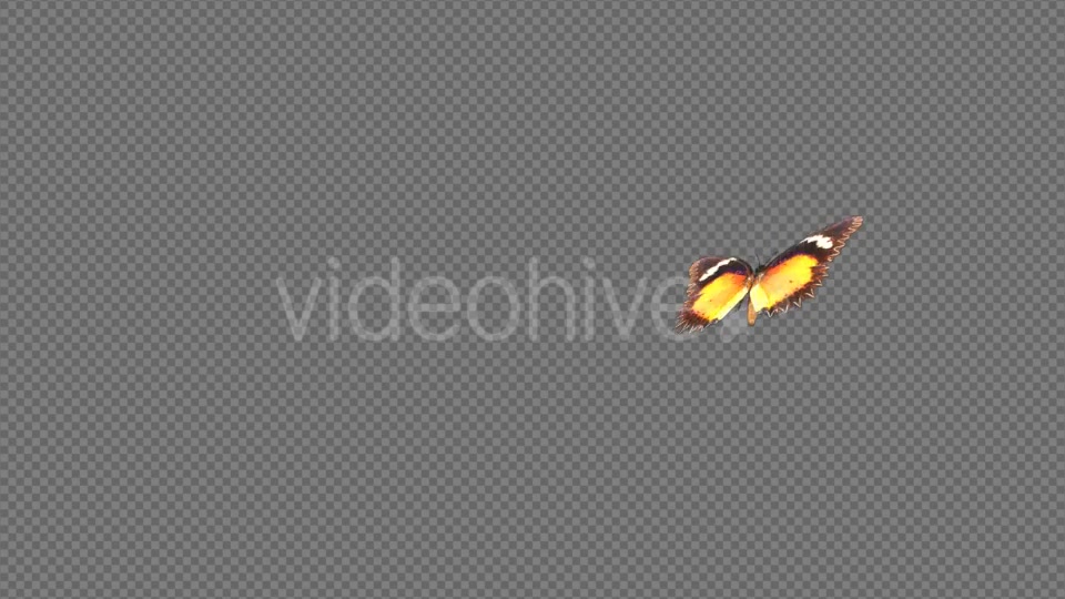 Flying Butterfly Lacewing Videohive 14467290 Motion Graphics Image 3