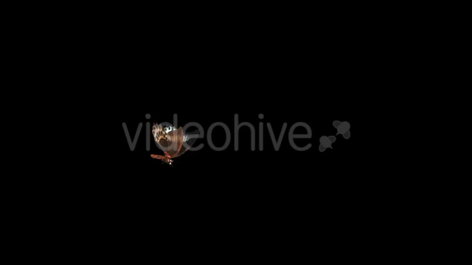 Flying Butterfly Marble Swallowtail Videohive 14482170 Motion Graphics Image 1