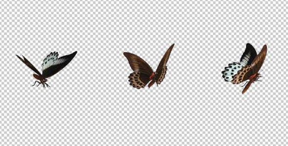 Flying Butterfly Marble Swallowtail - Videohive 14482170 Download