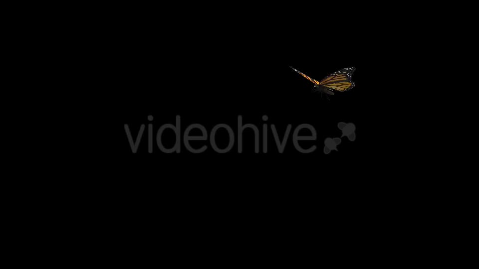 Flying Butterfly North American Monarch Videohive 19647444 Motion Graphics Image 1