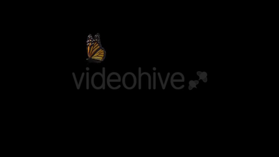 Flying Butterfly North American Monarch Videohive 19647444 Motion Graphics Image 2