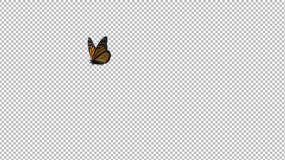 Flying Butterfly North American Monarch Videohive 19647444 Motion Graphics Image 7
