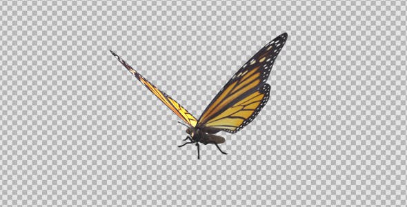 Flying Butterfly North American Monarch - Download Videohive 19647444