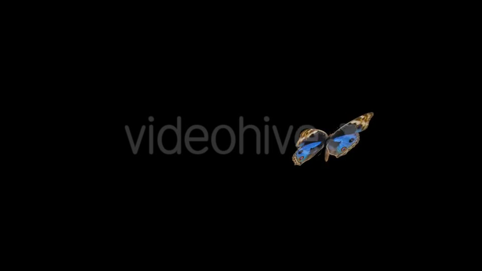 Flying Butterfly Pansy Swallowtail Videohive 14482200 Motion Graphics Image 3