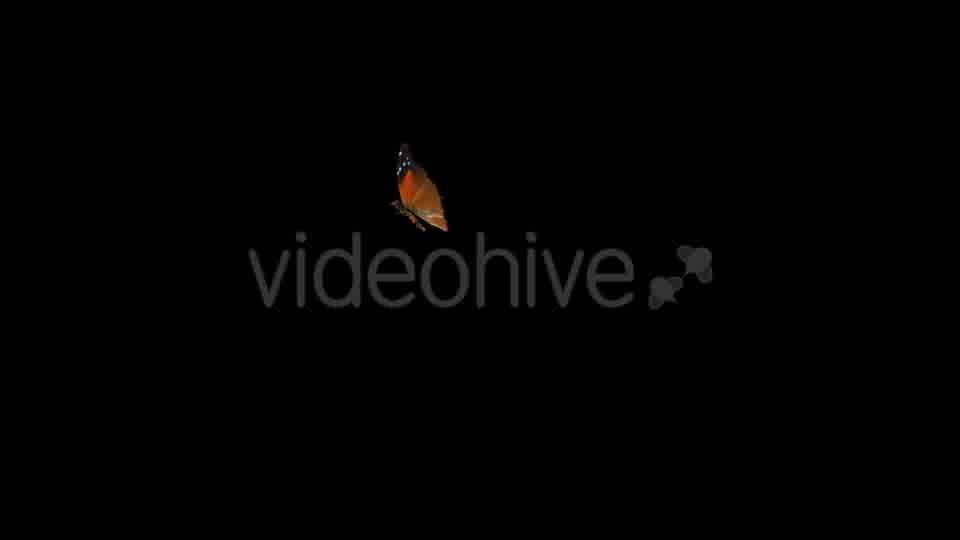 Flying Butterfly Red Flipper Videohive 14467317 Motion Graphics Image 11
