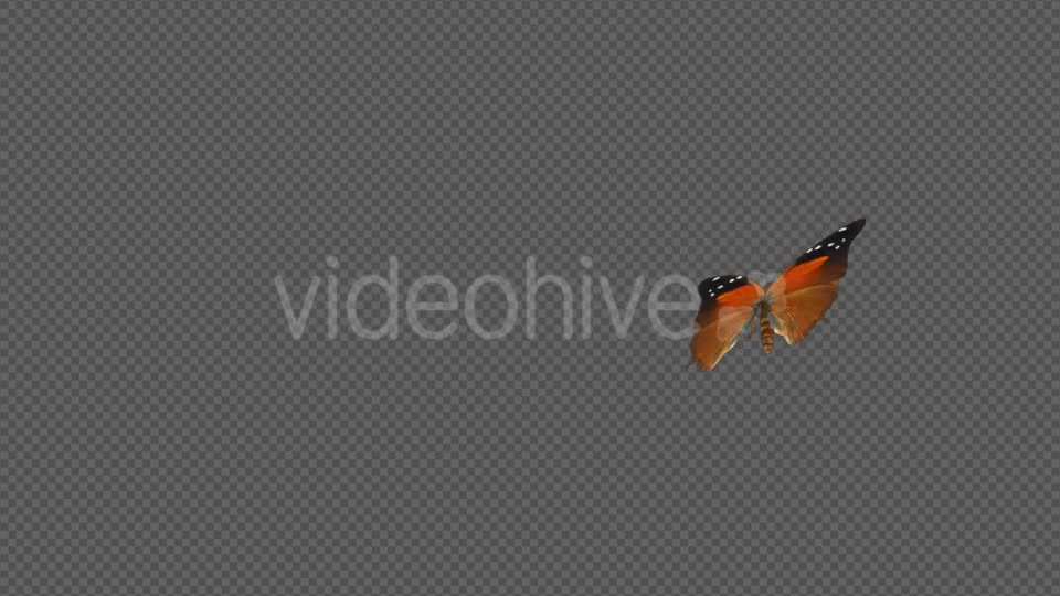 Flying Butterfly Red Flipper Videohive 14467317 Motion Graphics Image 3