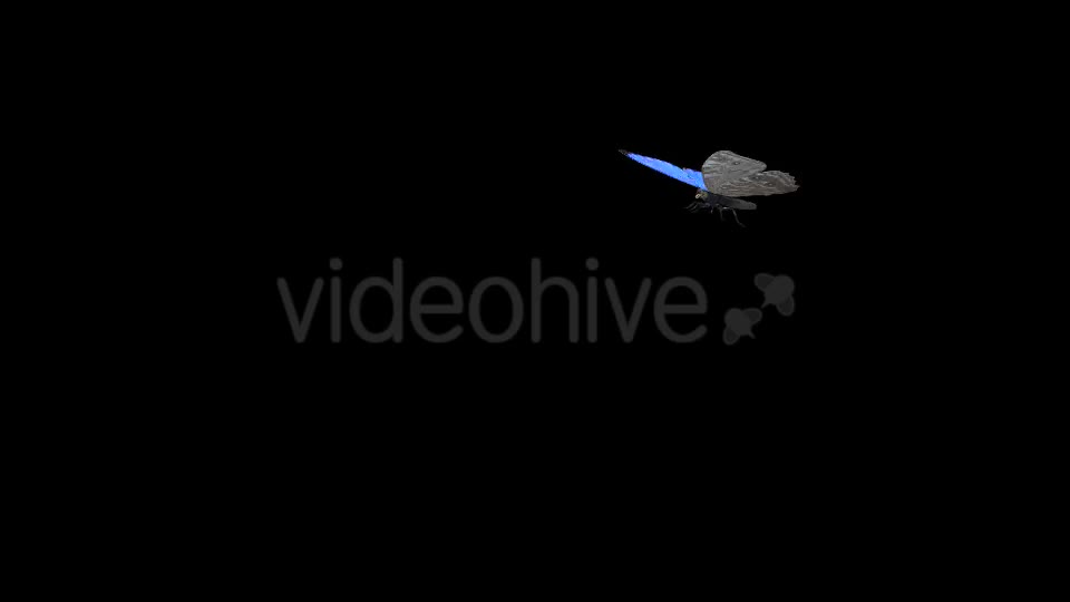 Flying Butterfly Tropical Morpho Videohive 19692950 Motion Graphics Image 1