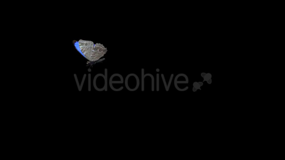 Flying Butterfly Tropical Morpho Videohive 19692950 Motion Graphics Image 2