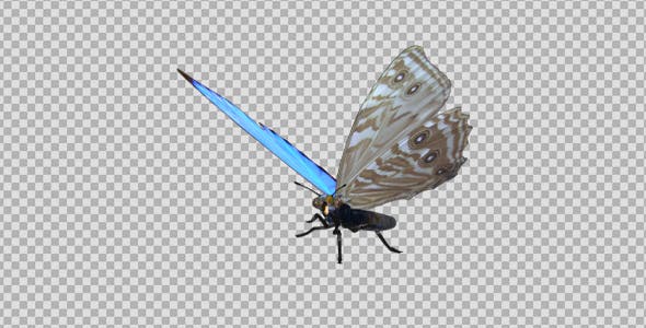 Flying Butterfly Tropical Morpho - Download Videohive 19692950
