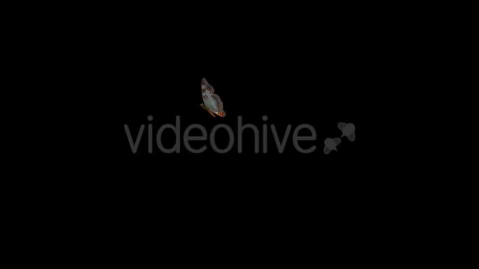 Flying Butterfly White Admiral Videohive 14482208 Motion Graphics Image 11