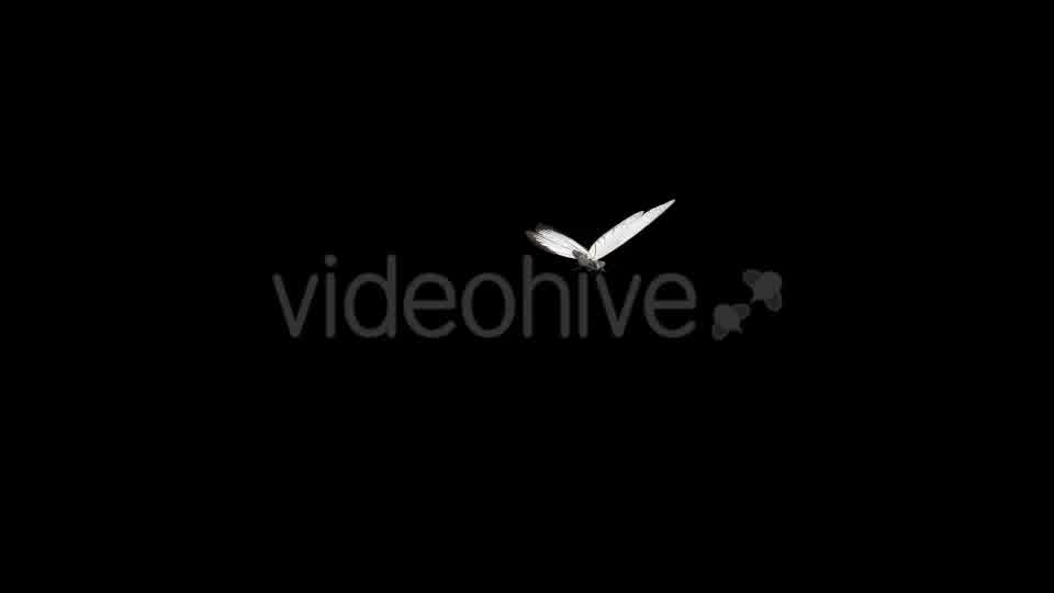 Flying Butterfly White Cabbage Videohive 10131491 Motion Graphics Image 11