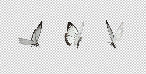 Flying Butterfly White Cabbage - Download 10131491 Videohive