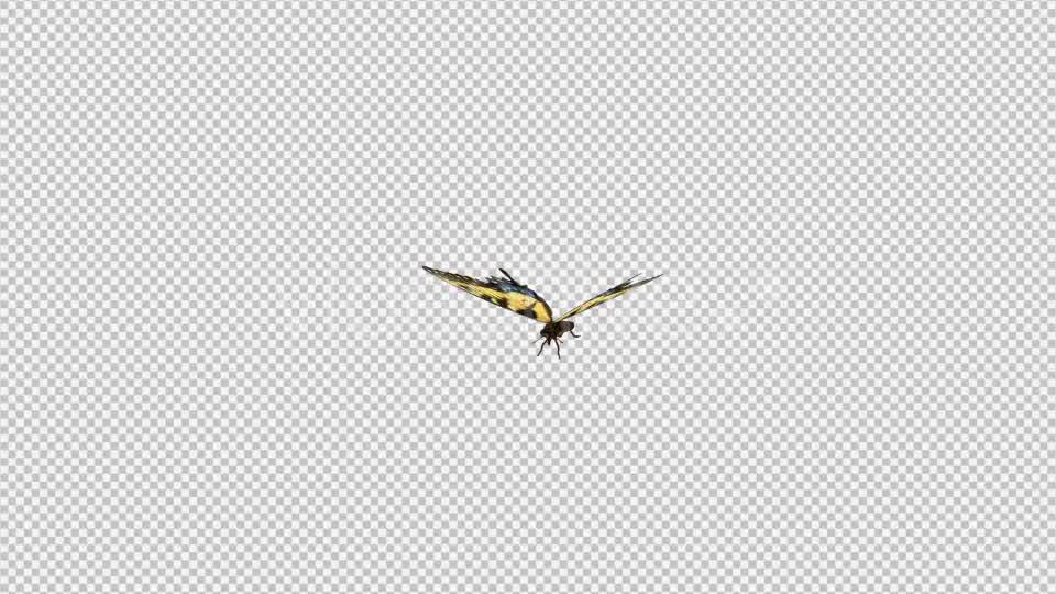 Flying Butterfly Yellow Swallowtail Videohive 10072666 Motion Graphics Image 10