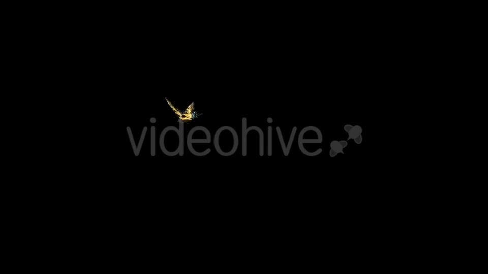 Flying Butterfly Yellow Swallowtail Videohive 10072666 Motion Graphics Image 2