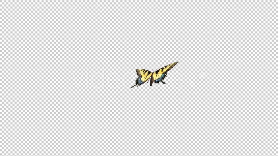 Flying Butterfly Yellow Swallowtail Videohive 10072666 Motion Graphics Image 5
