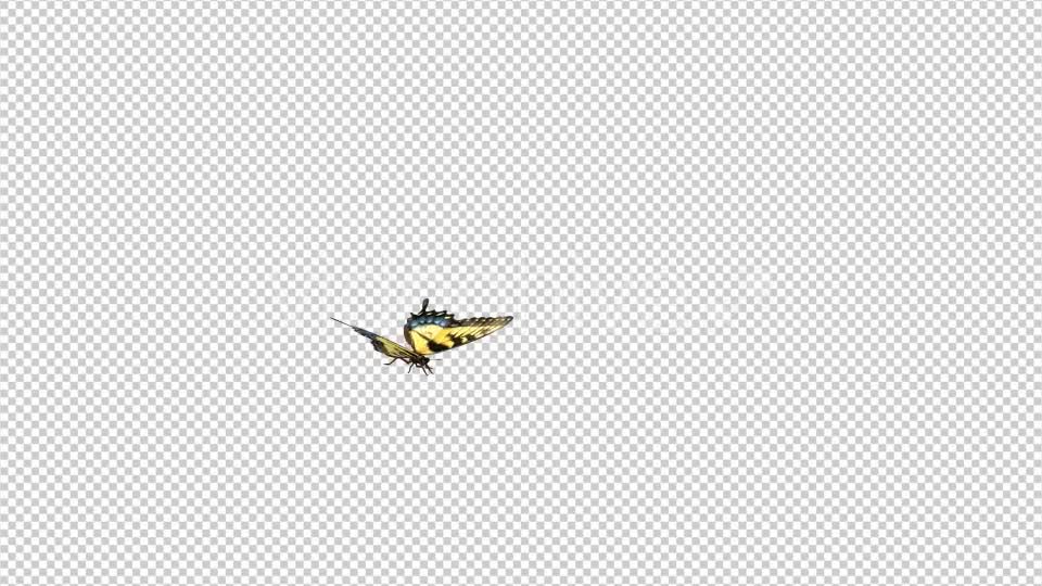 Flying Butterfly Yellow Swallowtail Videohive 10072666 Motion Graphics Image 9