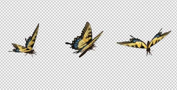 Flying Butterfly Yellow Swallowtail - Download Videohive 10072666