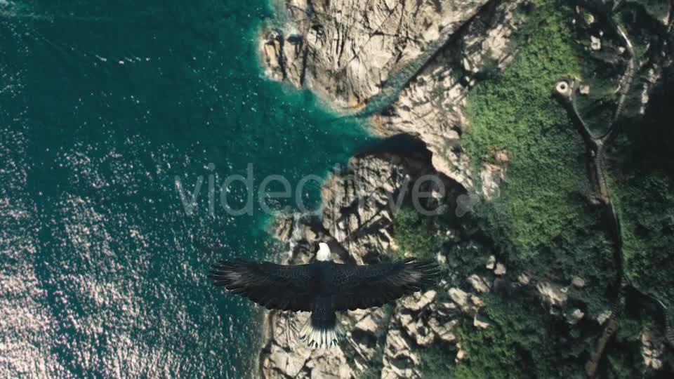 Flying Eagle Point of View Videohive 21280463 Motion Graphics Image 1