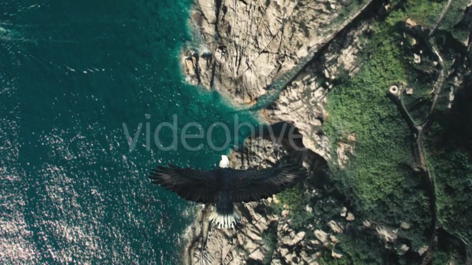 Flying Eagle Point of View Videohive 21280463 Motion Graphics Image 3