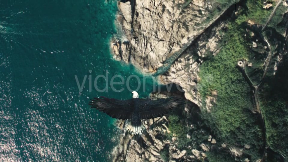 Flying Eagle Point of View Videohive 21280463 Motion Graphics Image 4