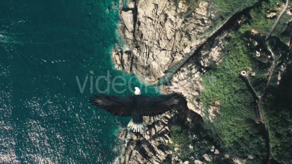 Flying Eagle Point of View Videohive 21280463 Motion Graphics Image 5