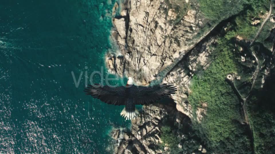 Flying Eagle Point of View Videohive 21280463 Motion Graphics Image 6