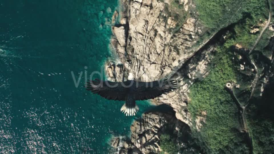 Flying Eagle Point of View Videohive 21280463 Motion Graphics Image 7