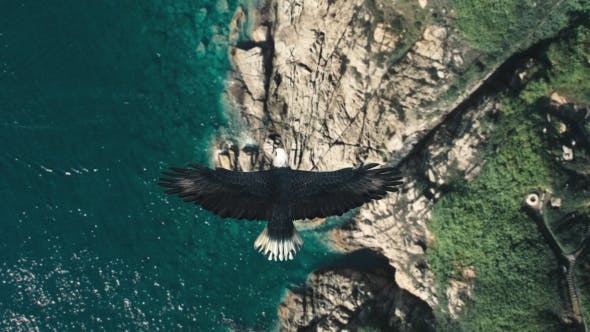 Flying Eagle Point of View - 21280463 Videohive Download