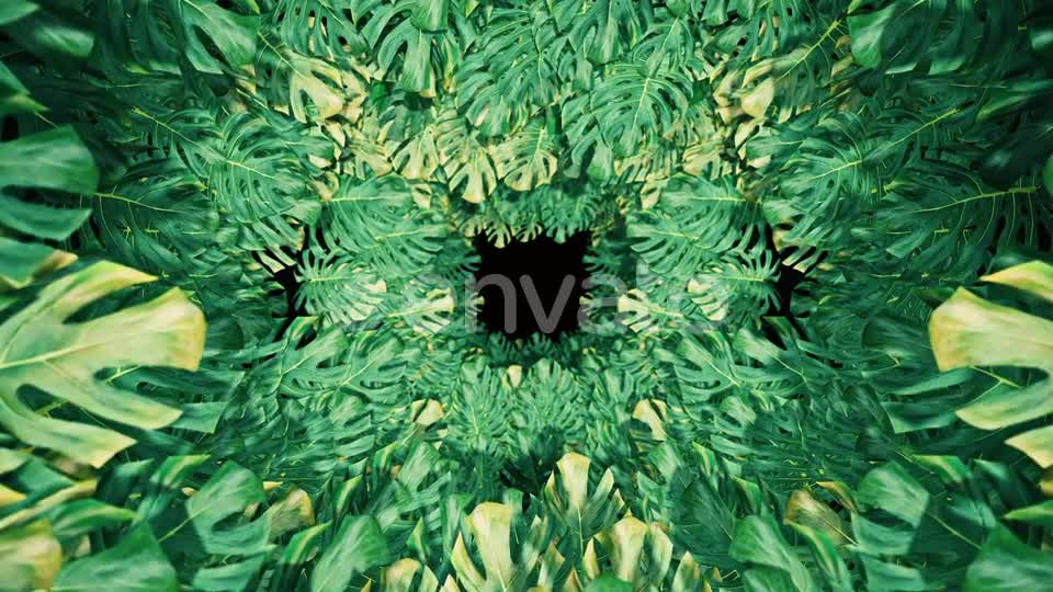 Flying On Swiss Cheese Plant 04 HD Videohive 23325933 Motion Graphics Image 1