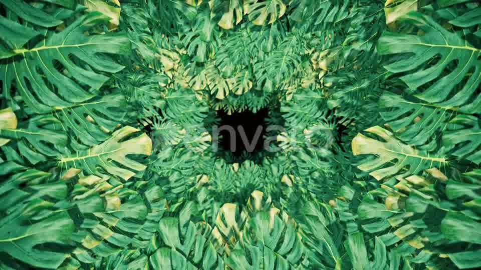 Flying On Swiss Cheese Plant 04 HD Videohive 23325933 Motion Graphics Image 10