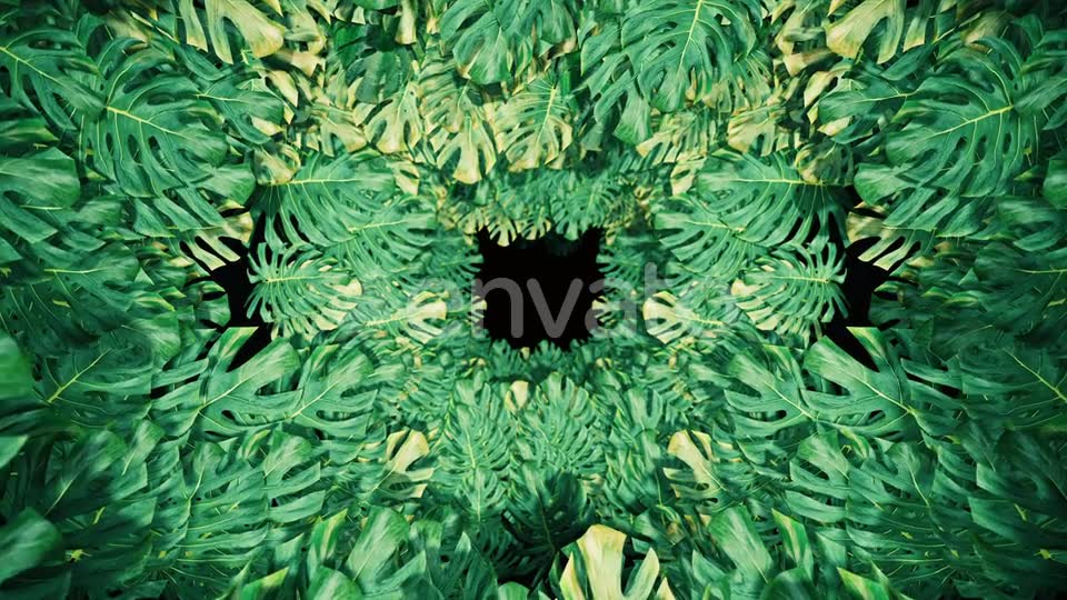 Flying On Swiss Cheese Plant 04 HD Videohive 23325933 Motion Graphics Image 2