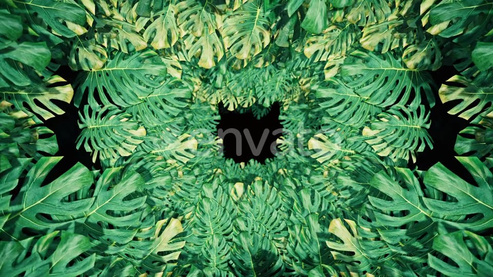 Flying On Swiss Cheese Plant 04 HD Videohive 23325933 Motion Graphics Image 3