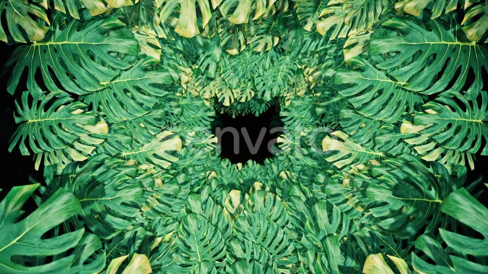Flying On Swiss Cheese Plant 04 HD Videohive 23325933 Motion Graphics Image 4