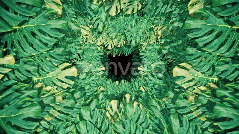 Flying On Swiss Cheese Plant 04 HD Videohive 23325933 Motion Graphics Image 5