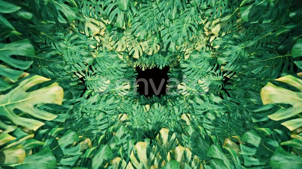 Flying On Swiss Cheese Plant 04 HD Videohive 23325933 Motion Graphics Image 6
