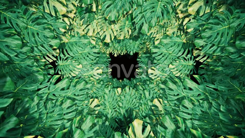 Flying On Swiss Cheese Plant 04 HD Videohive 23325933 Motion Graphics Image 7